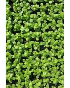 Feldsalat im 10er Pack, Feldsalatpflanzen, Feldsalat Pflanzen, Salatjungpflanzen, Valerianella locusta L.