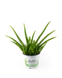 Aloe Vera Pflanze Wüstenlilie, volle Wirkung, ca. 1,5 - 2 Jahre alt