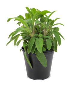 Italienischer Salbei im 15cm Topf, Salvia officinalis, frische Kräuter Pflanze