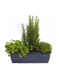Kräuterkasten für 'Pizza & Grill' 40cm Anthrazitkasten mit je 1er Kräuter Pflanze: Oregano & Thymian & Rosmarin