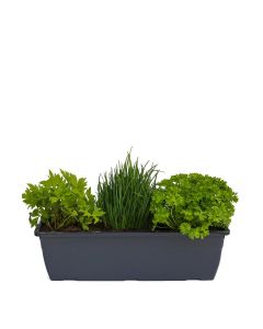 Kräuterkasten für "Salate & Suppen" 40cm Anthrazitkasten mit je 1er Kräuter Pflanze: Liebstöckel, Schnittlauch & Petersilie