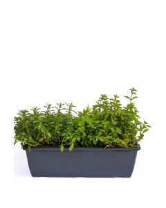 Kräuterkasten für "Suppen & Eintöpfe" 40cm Anthrazitkasten mit je 1er Kräuter Pflanze: Liebstöckel, Bohnenkraut & Majoran