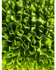 Romana Salatherzen 10er Set, Römersalat Lactuca sativa