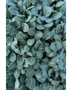 Weißkohl, Weißkraut im 10er Set, (Brassica oleracea var. capitata f. alba)