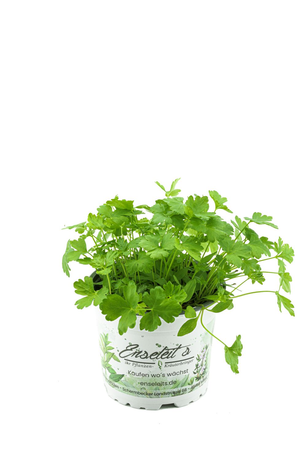 Glattblttrige Petersilie, Glatte Petersilien Pflanze, Petroselinum crispum