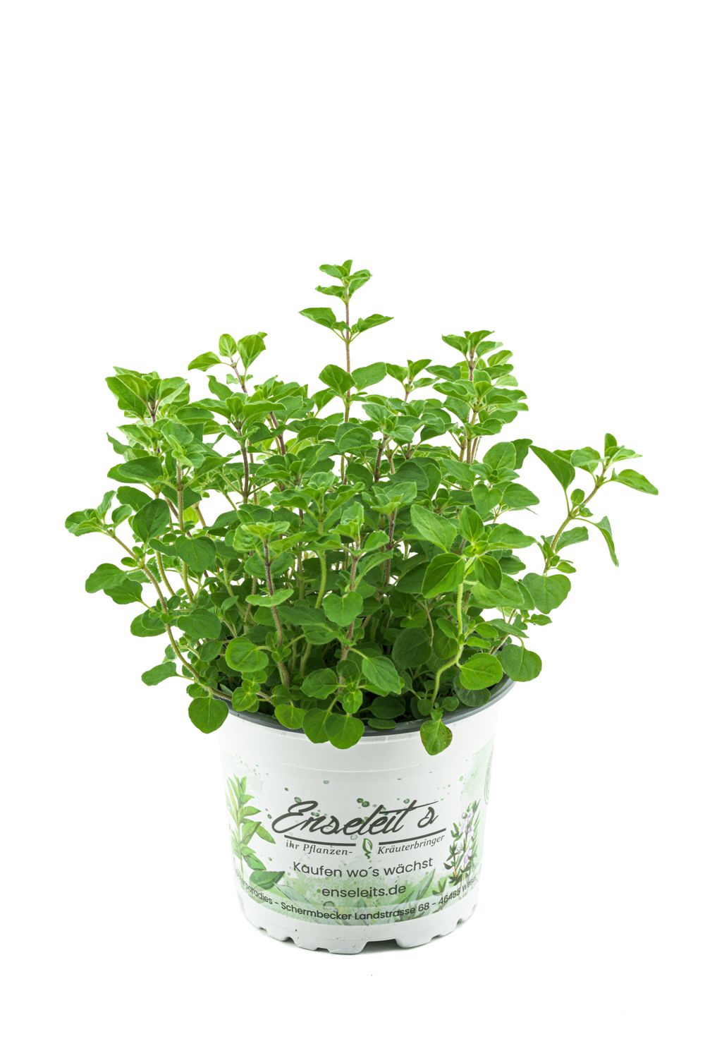 Majoran Origanum majorana, Kruter Pflanze