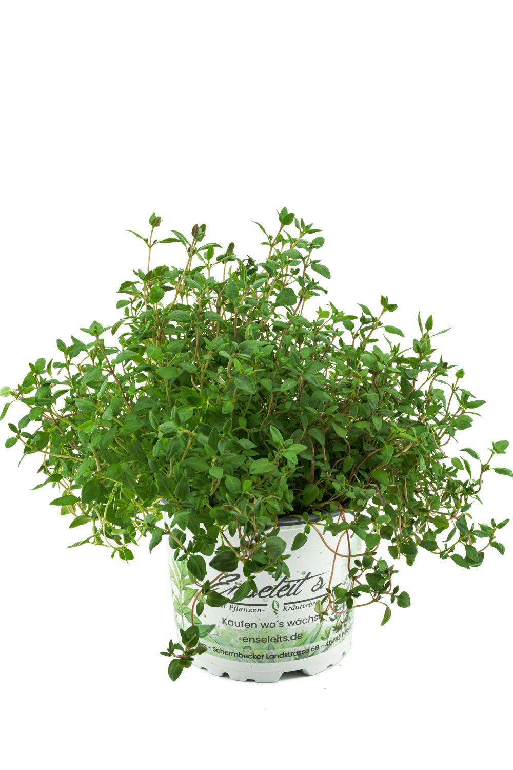 Thymian Pflanze, aus Nachhaltigem Anbau, Marktfrische Qualitt aus der  Grtnerei !