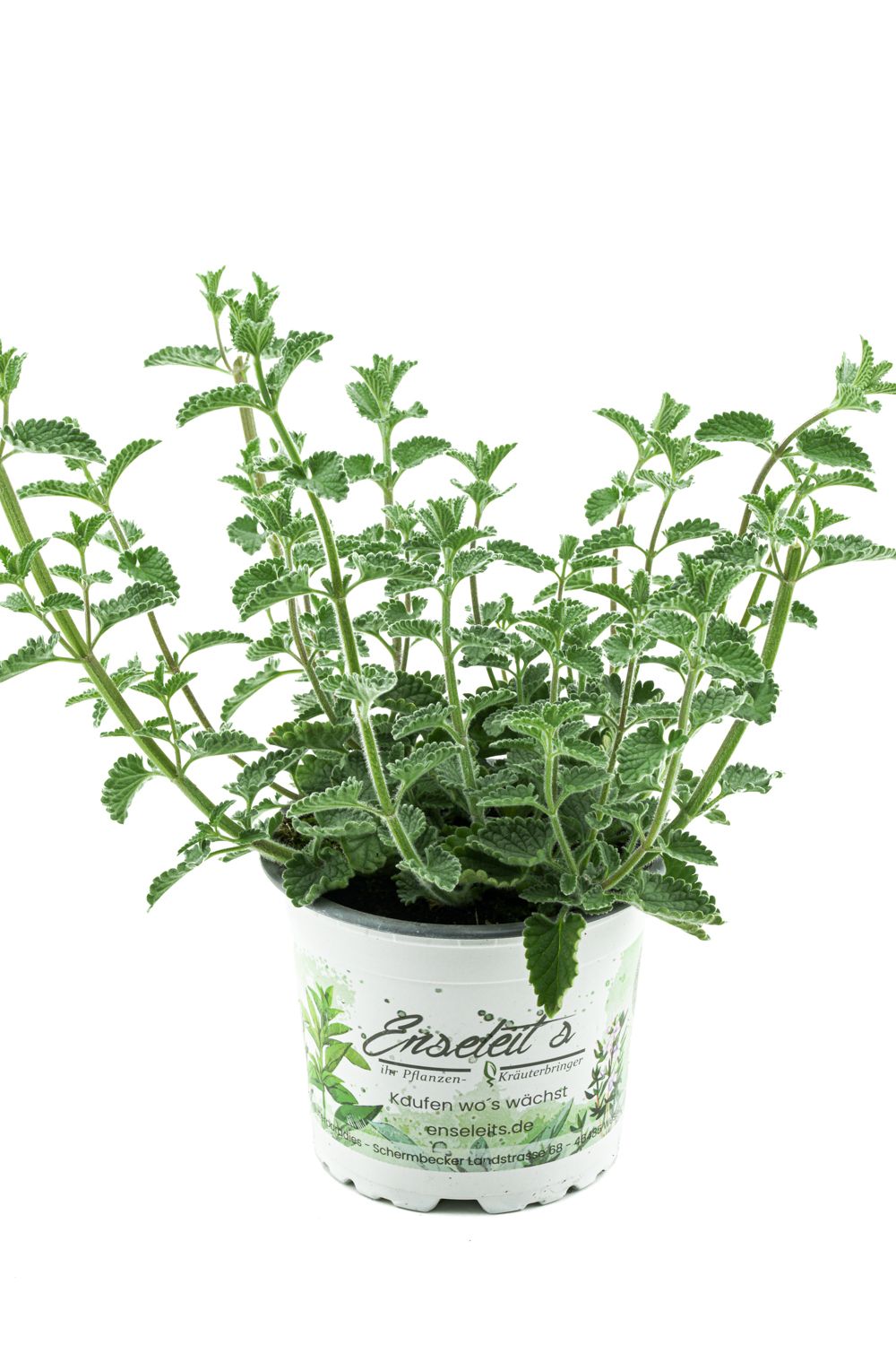 compo langzeitdünger mit unkrautvernichter COMPO EXPERT Rasen Floranid® mit Unkrautvernichter – Düngerprofi24 main image 1