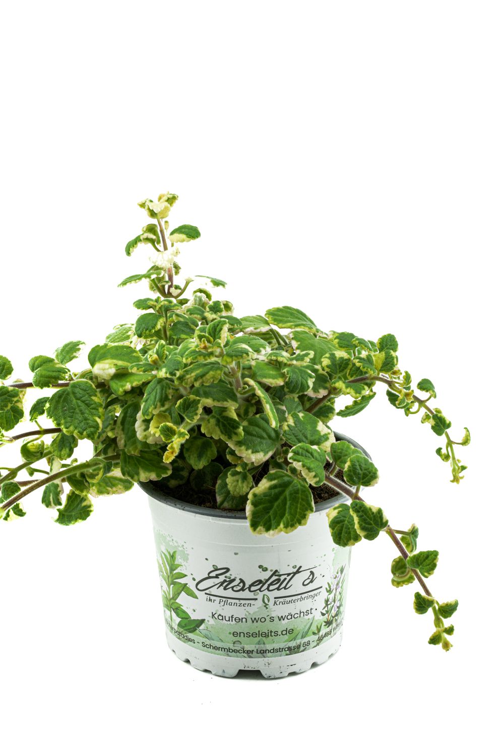 Weihrauch Pflanze, Plectranthus fruticosus, hlt Mcken fern!