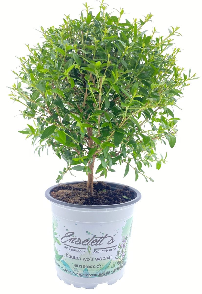 alba variegata Cornus Alba Siberica Variegata 3 Litre Pot — Grasslands Nursery main image 0