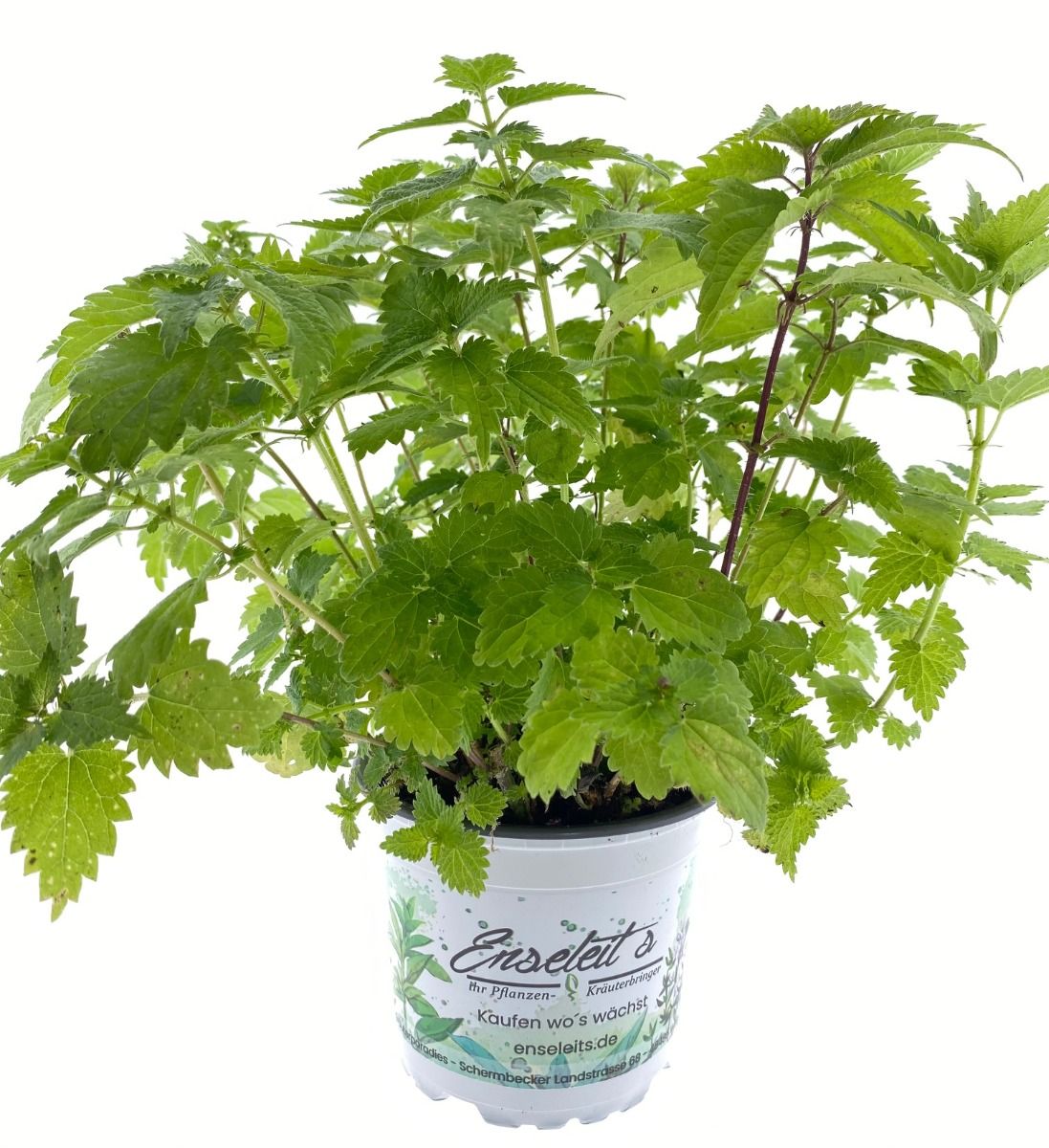 Kleine Brennessel, Urtica urens