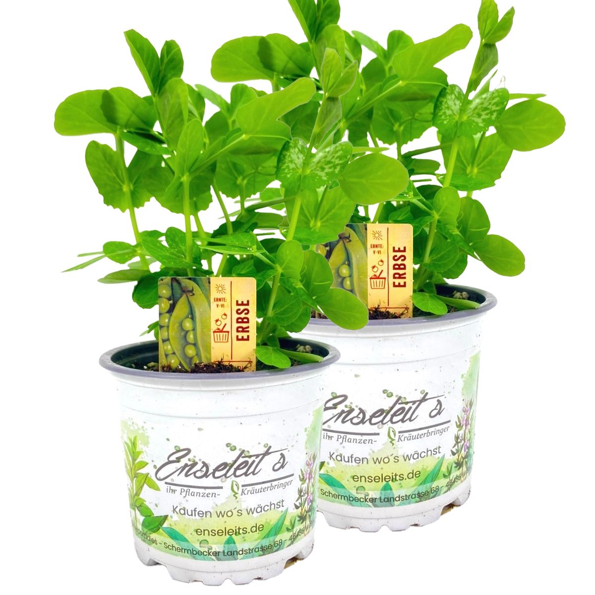 2er Set Erbsen Pflanze (Pisum sativum) im Topf aus der Grtnerei Enseleit