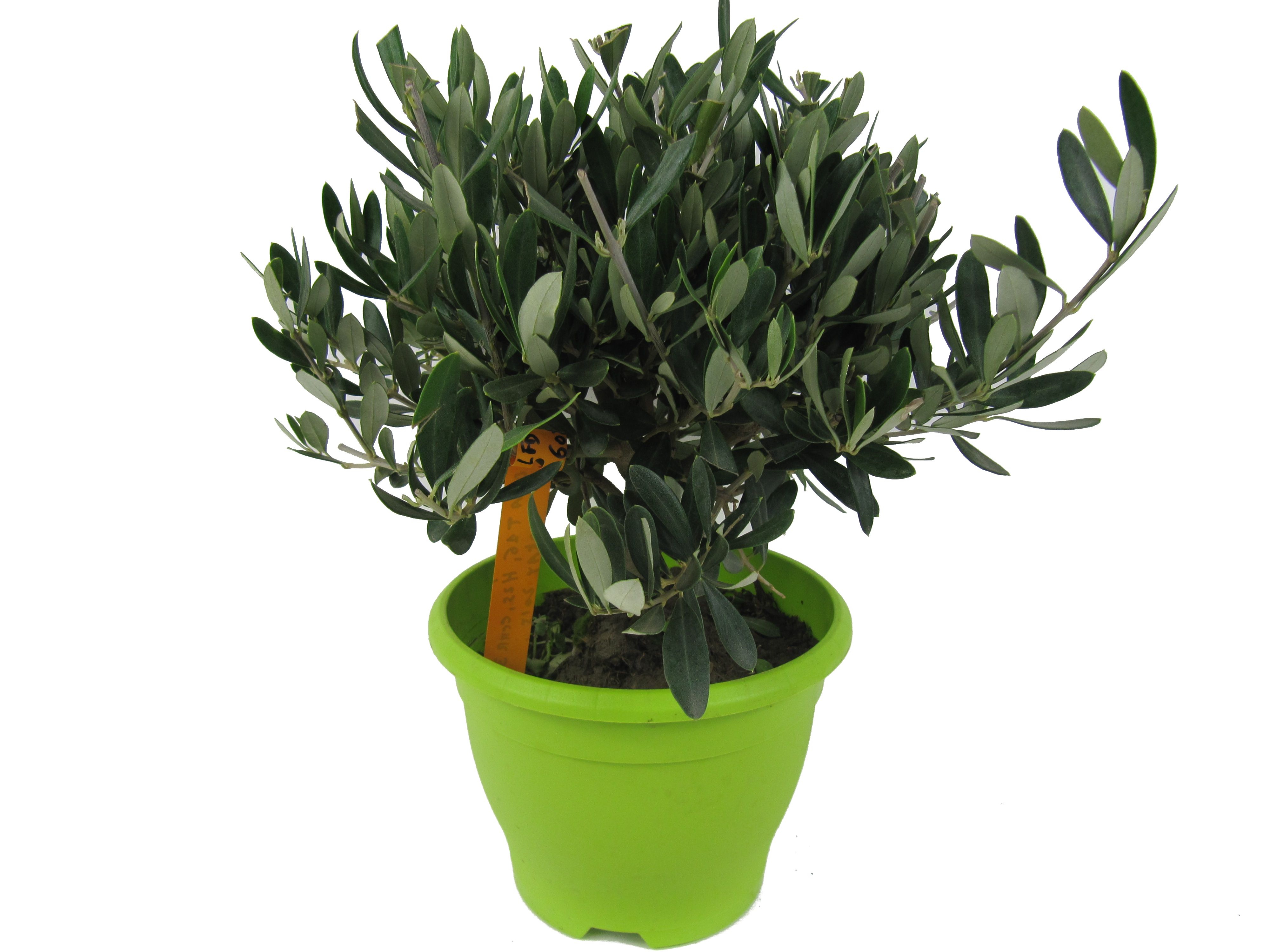 günstige olivenbäume Olivenbaum 7 Jahre – toskanagartenshop main image 1