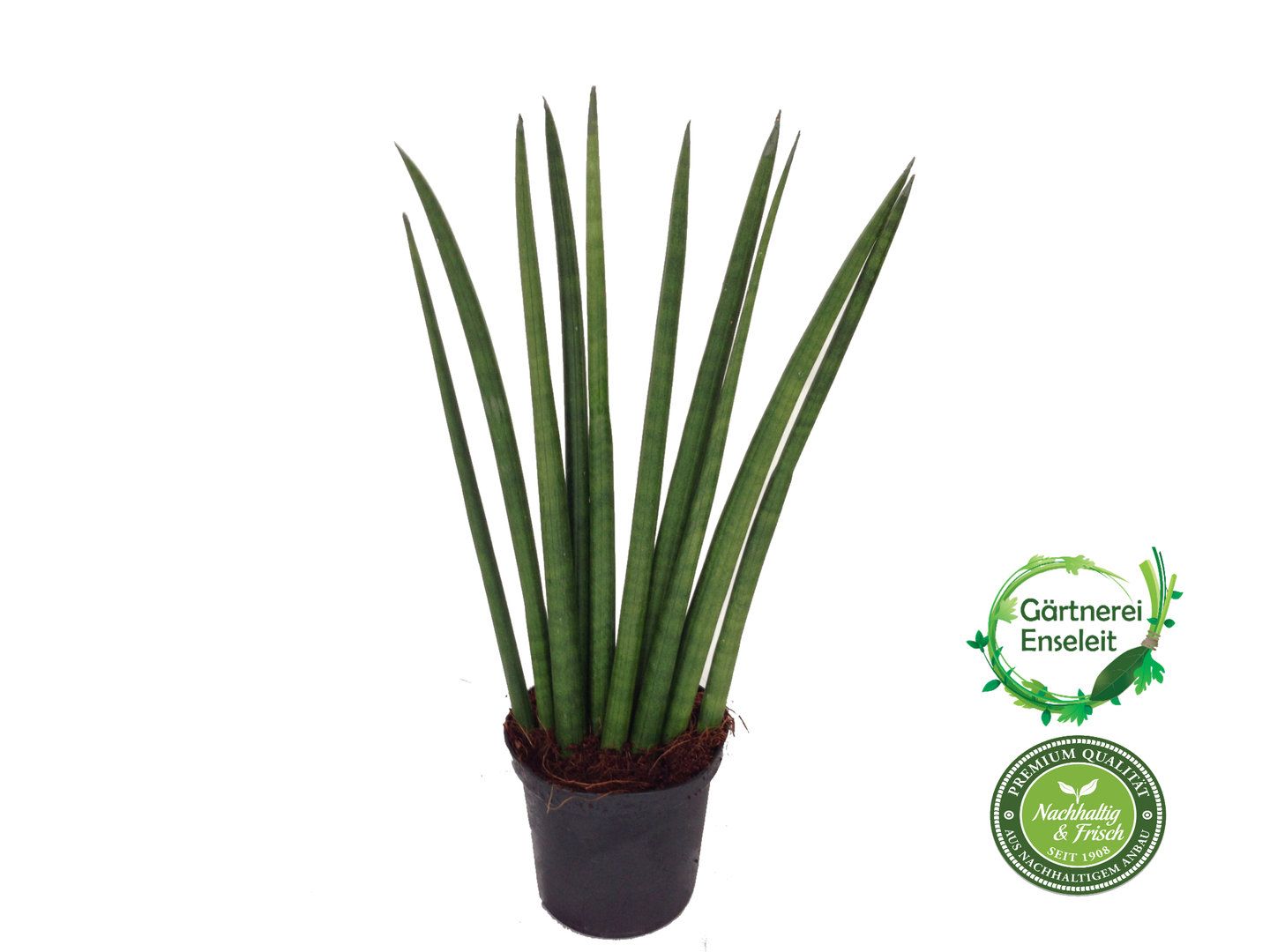 palm dracaena Dracaena arborea, single 17