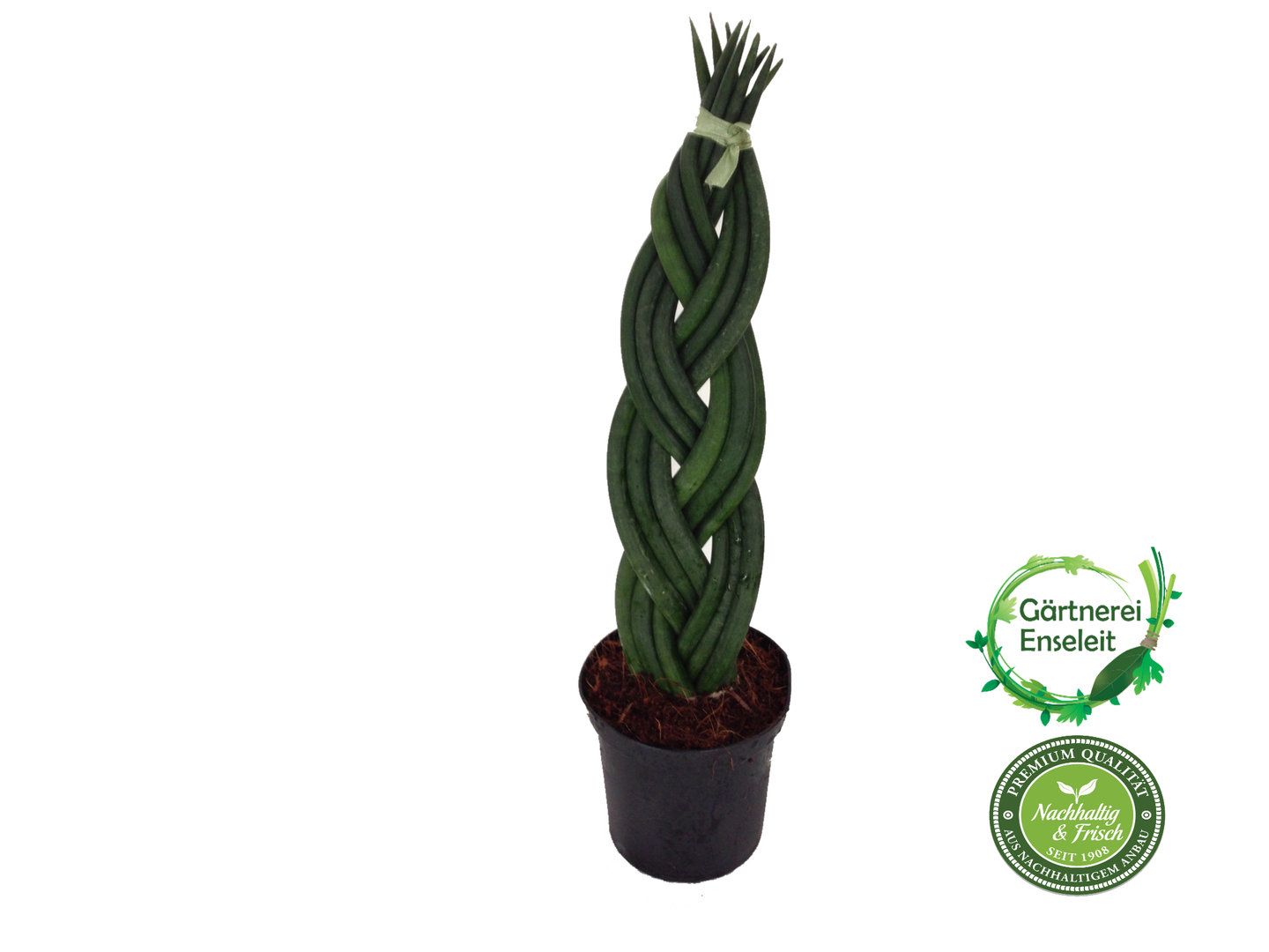 Bogenhanf, Sansevieria Cylindrica, geflochten