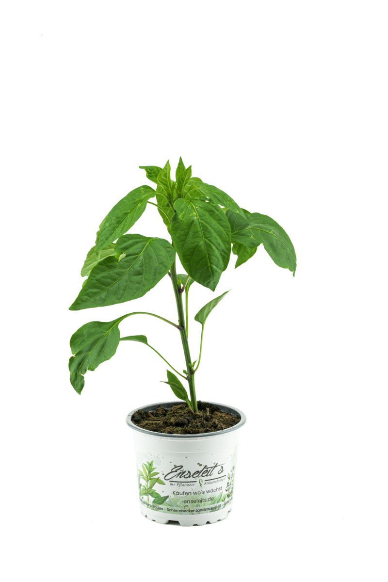 Spitzpaprika rot 'Trofeo F1', Capsicum annuum, frischer Paprika