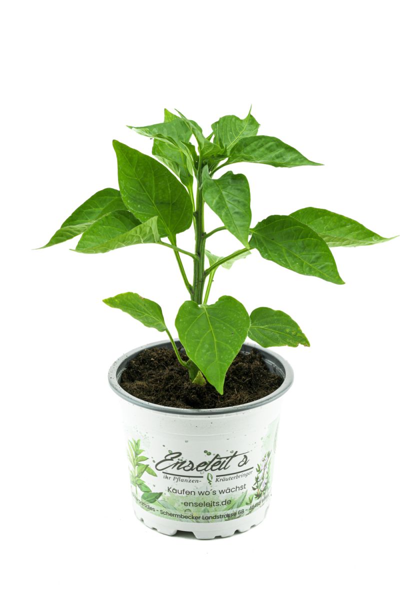 Grüner Blockpaprika "Panache F1" im 12cm Topf, frische Paprikapflanze,für Küche und Garten.