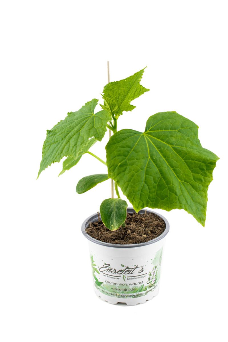 Gurkenpflanze Mini-Snack-Gurke ''Lunchbox'