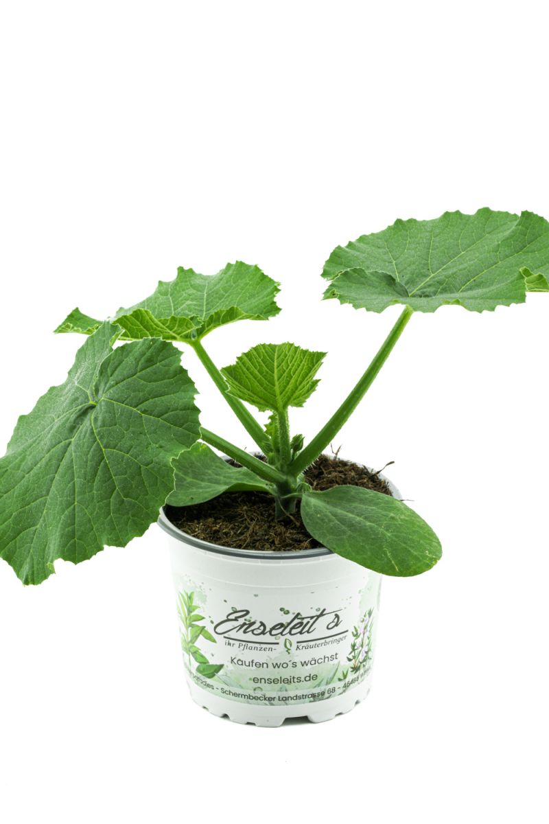 Zucchini Pflanze gelb (Cucurbita pepo), Aus Nachhaltigem Anbau ! 