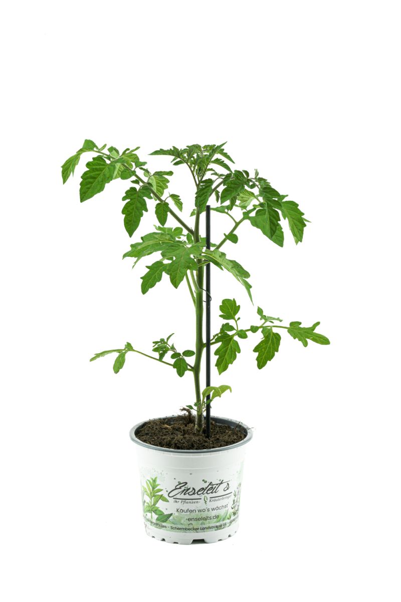 Tomatenpflanze,veredelte Zebratomate rot-grün gestreift, Tomaten Pflanze Zebrino F1 (Lycopersicon esculentum)