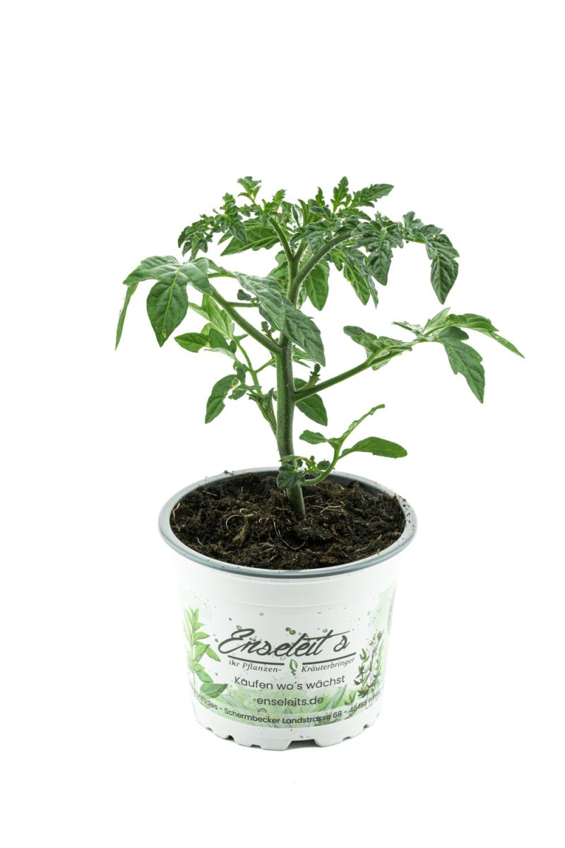 Tomatenpflanze Harzfeuer F1, Tomaten Pflanzen, Pflanze, Frische Gemüsepflanzen