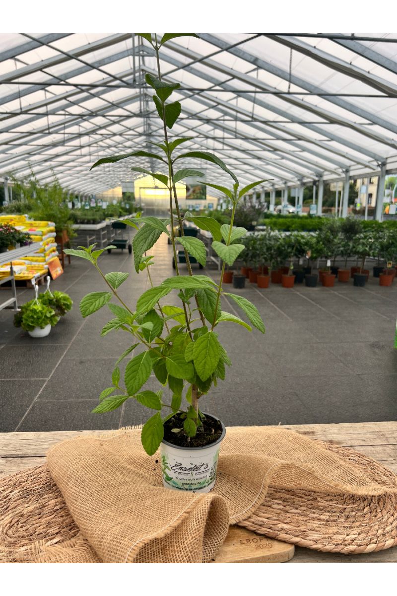 Anis-Verbene, Lippia alba, Kräuter Pflanze 