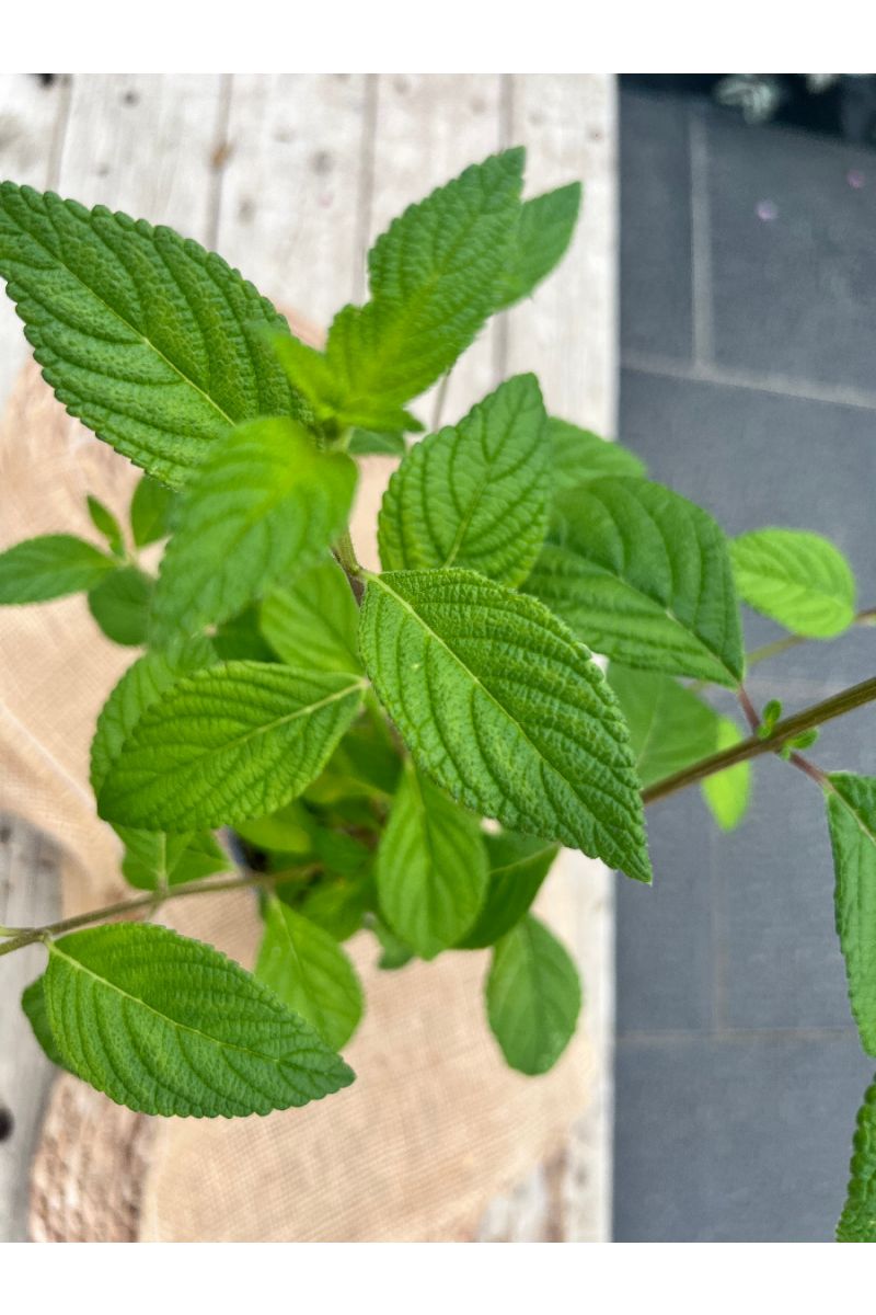 Anis-Verbene, Lippia alba, Kräuter Pflanze 