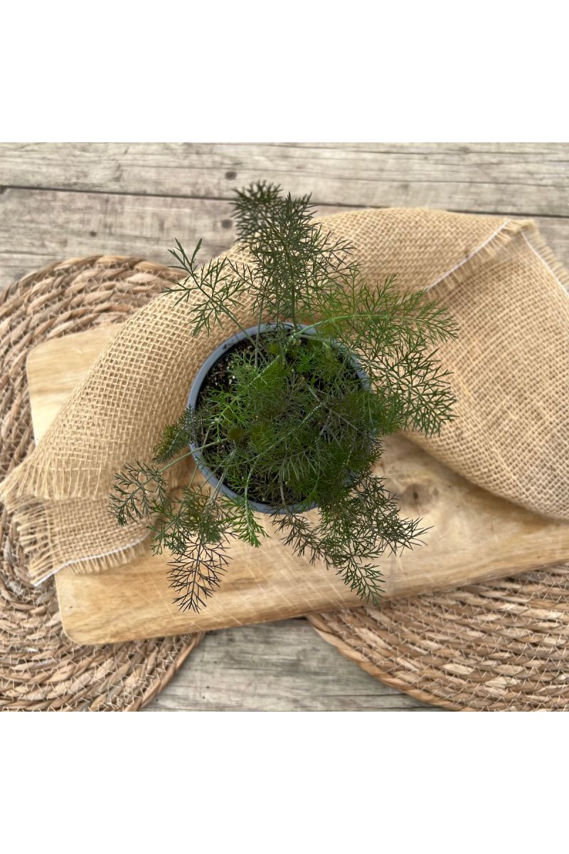 Bronzefenchel Pflanze, 3er Set, Foeniculum vulgare 'Rubrum', frischer Fenchel,3 Pflanzen Bronzefenchel