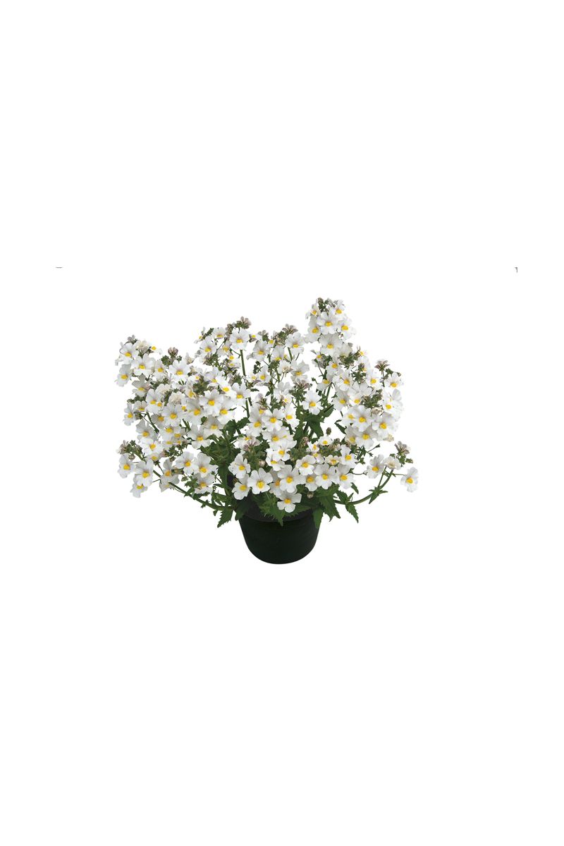 Elfenspiegel weiss (Sunsatia)