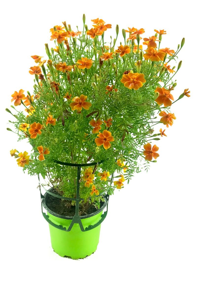 2er Set Gewürztagetes Orange Gem, Tagetes tenuifolia, Kräuter Pflanze