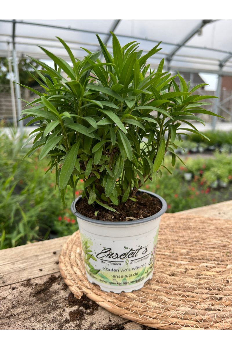 Winterestragon,Tagetes lucida,frischer Estragon