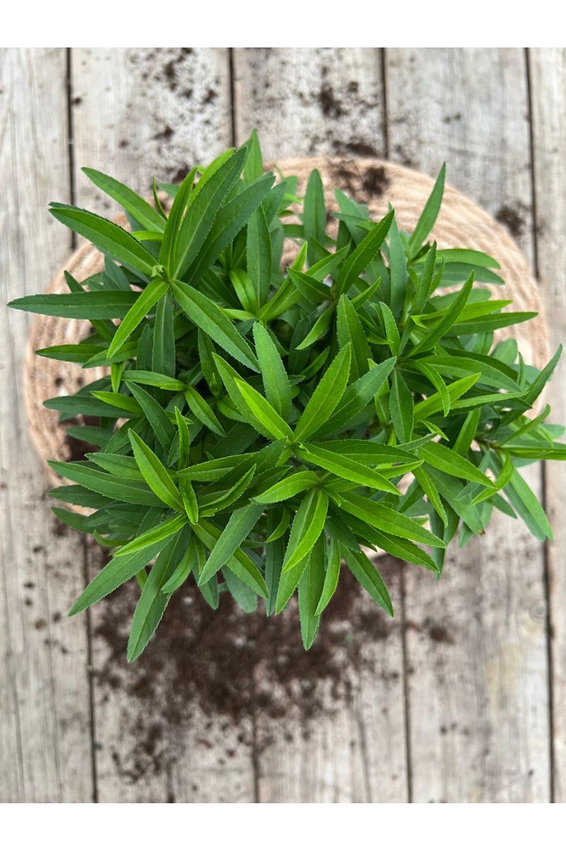 Winterestragon,Tagetes lucida,frischer Estragon