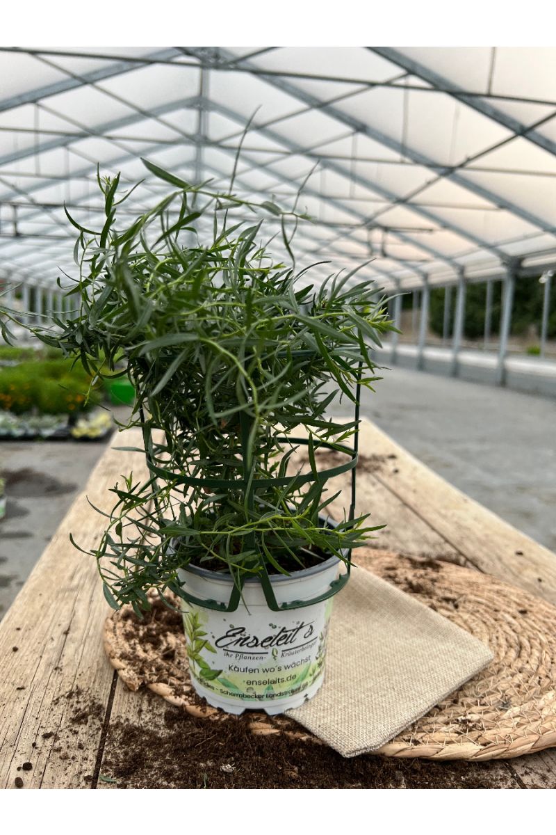 Französischer Estragon, Pflanze, Pfefferkorn, Artemisia dracunculus,frischer Estragon für Ihre Küche