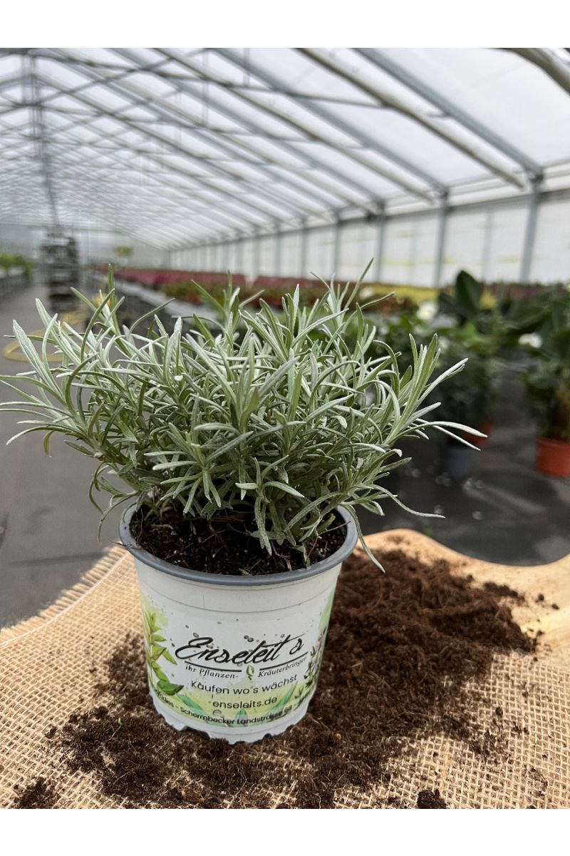 Currykraut Pflanze, Helichrysum angustifolia