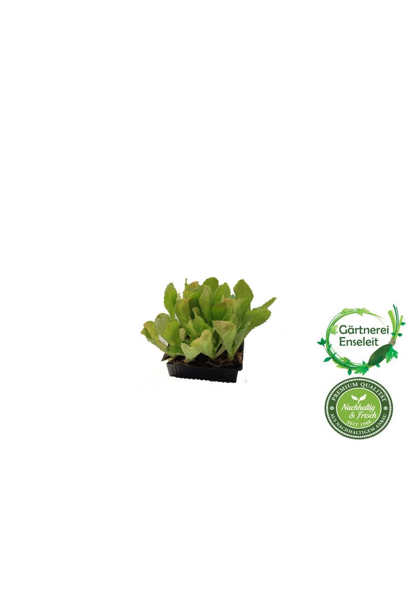 Endivien Pflanzen, Endiviensalat im 10 er  Set,  Cichorium endivia var. crispum, Marktfrisch
