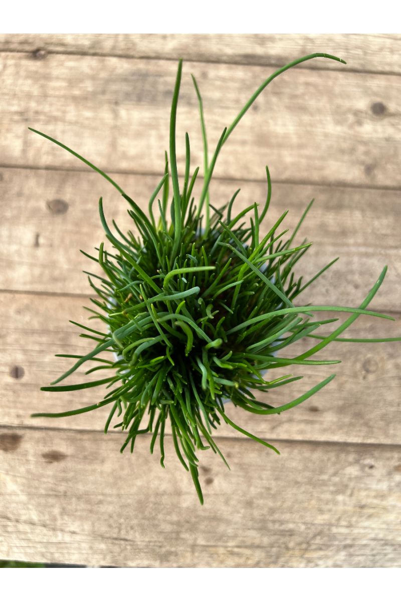 Schnittlauch Pflanze, Marktfrische Pflanze, Allium schoenoprasum