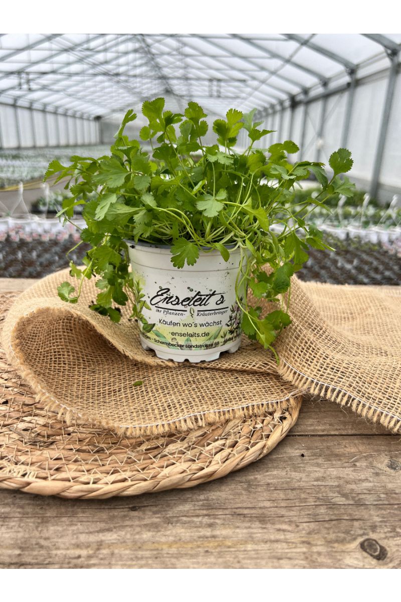 3er Set Koriander Coriandrum sativum