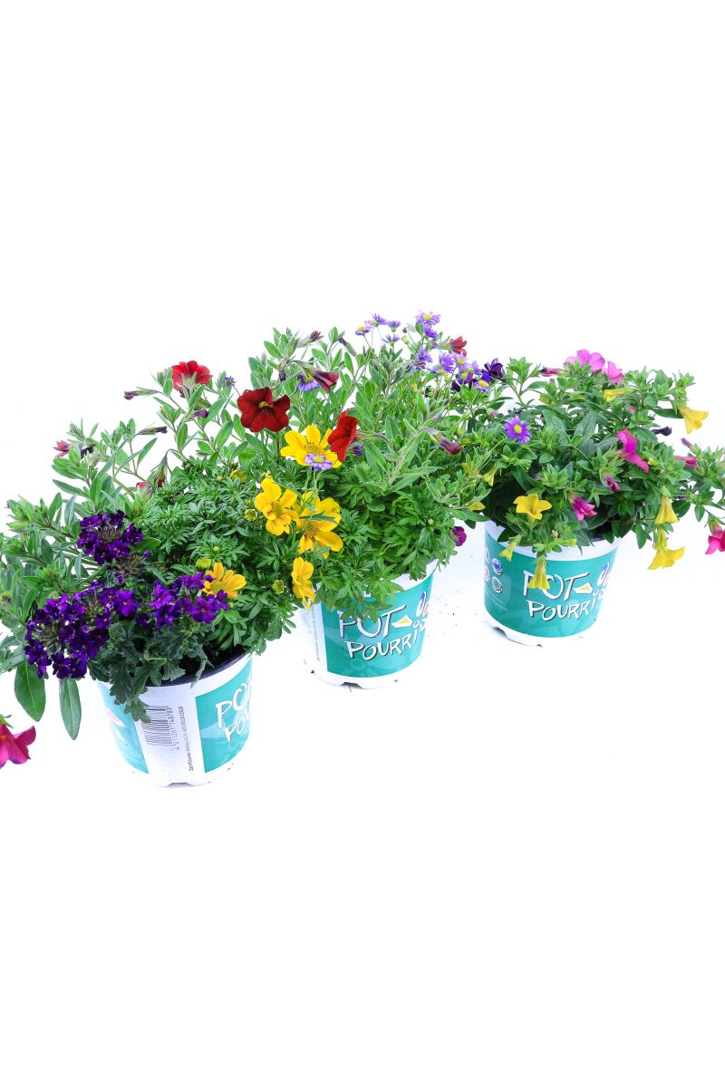 Sommerblumen Trio Set Nr.2, 3 bunte Trio Beet und Balkonblumen  (z.B. mit Zauberglöckchen, Verbenen, Goldmarie, Gänseblümchen...)