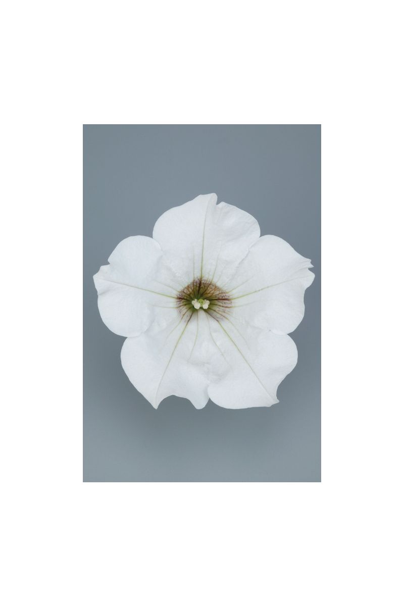 Petunien weiß (Petunia Hybrida)