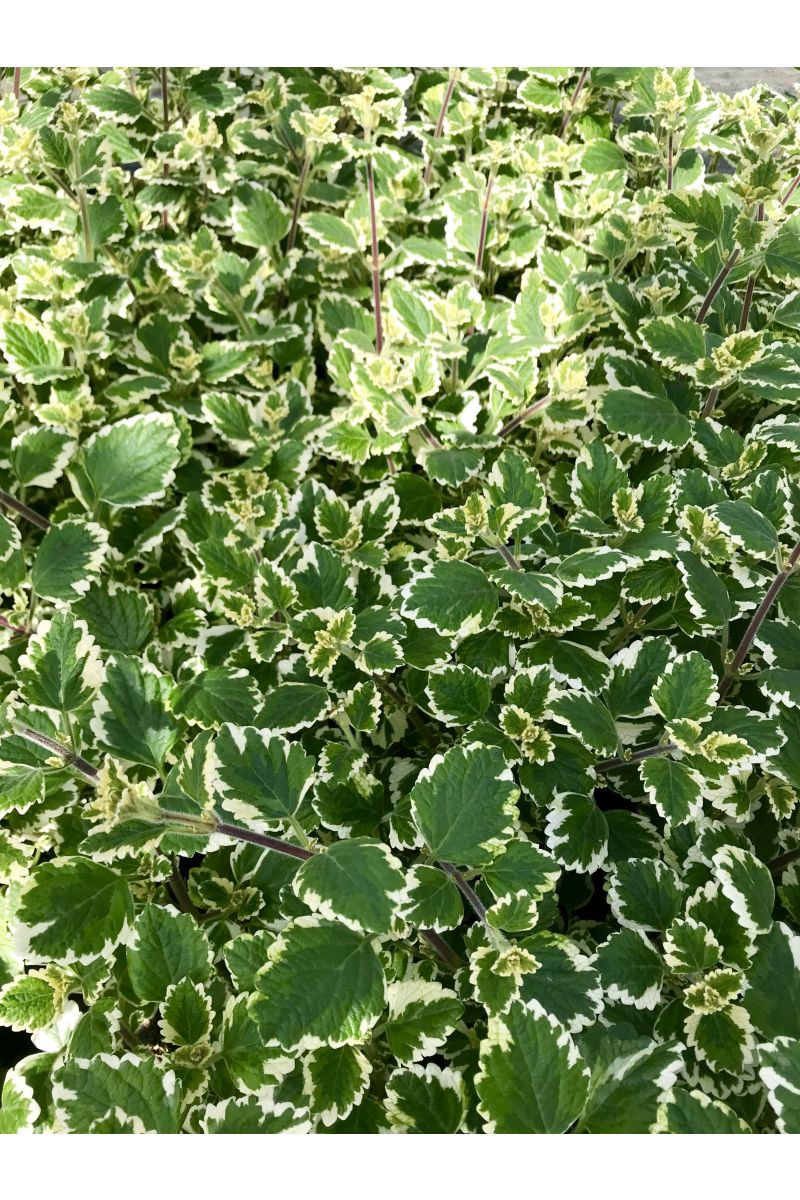 Weihrauch Pflanze, Plectranthus fruticosus, hält Mücken fern! 
