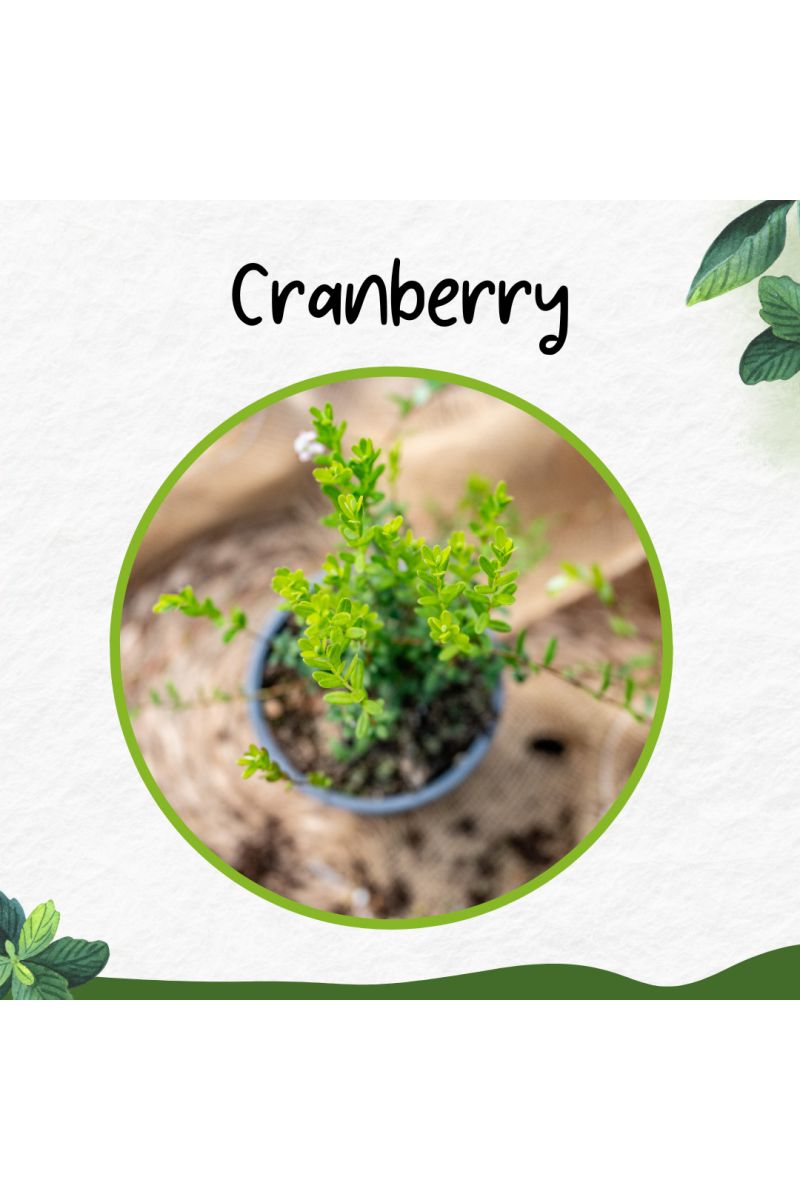 2er Set Cranberry Pflanze - Cranberries, Vaccinium macrocarpon