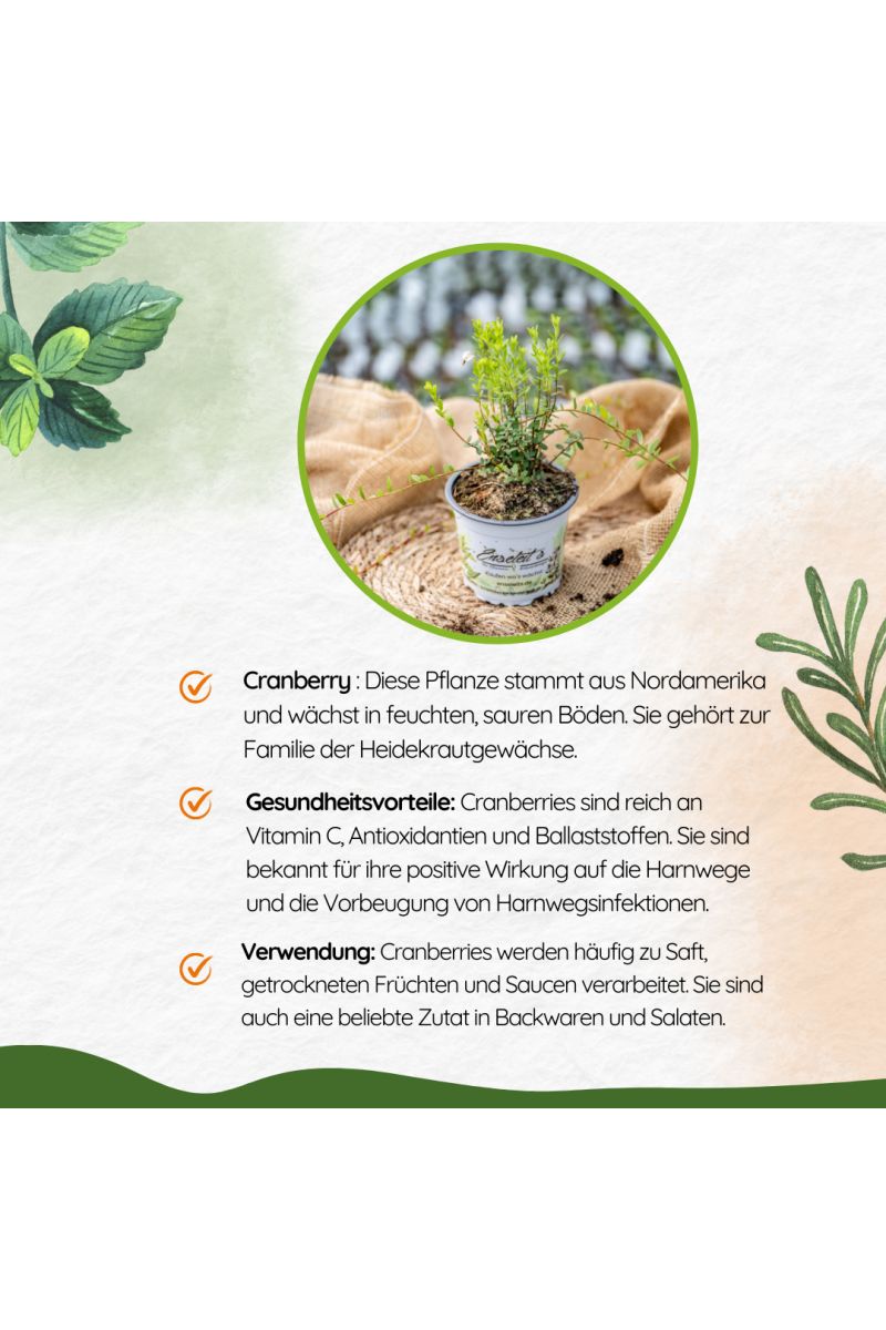 2er Set Cranberry Pflanze - Cranberries, Vaccinium macrocarpon