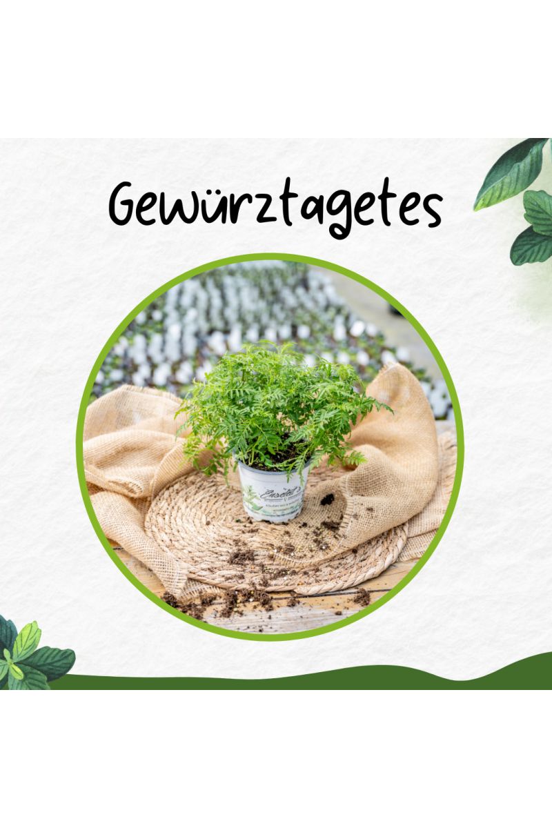 2er Set Gewürztagetes Orange Gem, Tagetes tenuifolia, Kräuter Pflanze