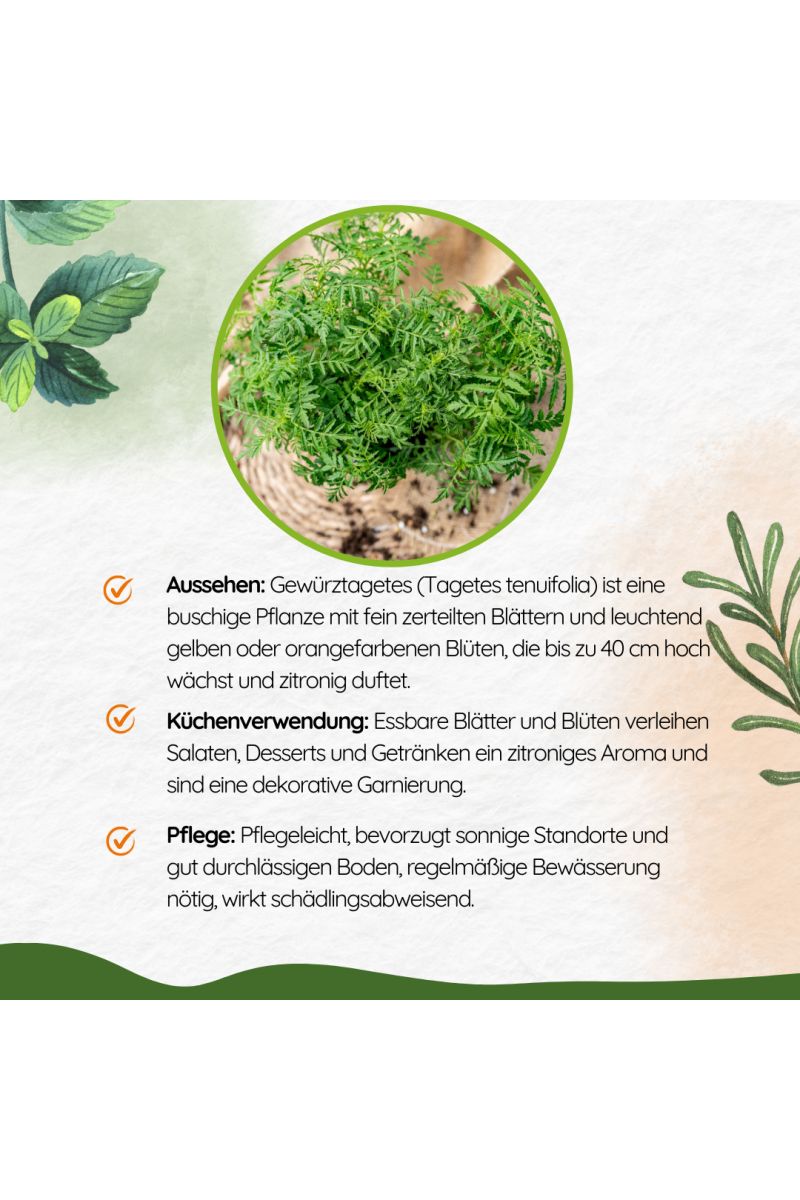 2er Set Gewürztagetes Orange Gem, Tagetes tenuifolia, Kräuter Pflanze