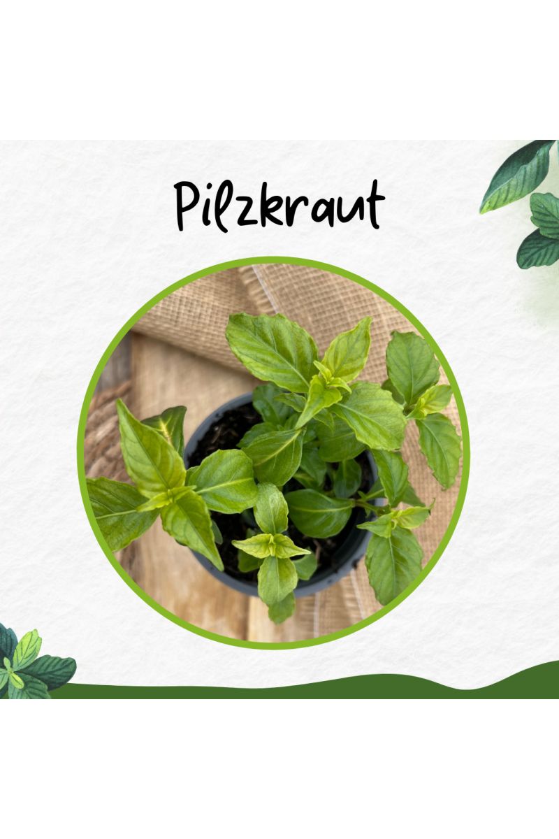 Pilzkraut (Rungia klossii)