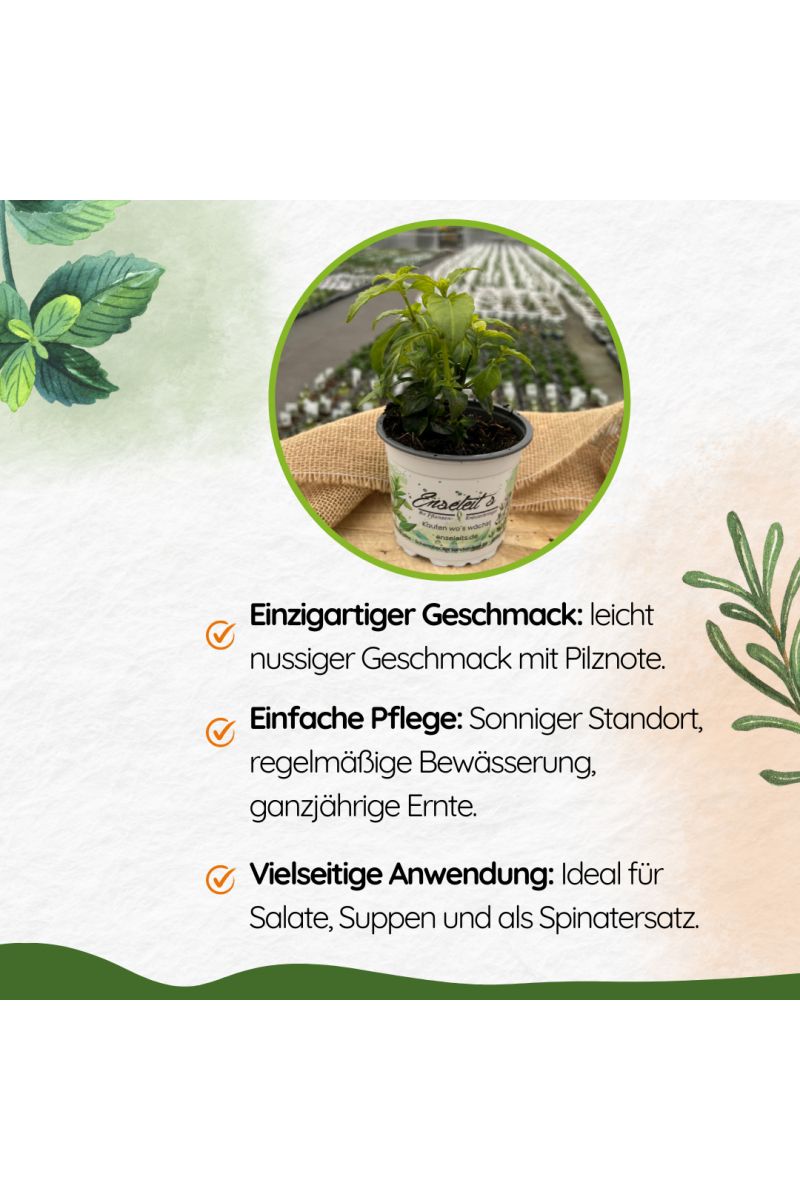 Pilzkraut (Rungia klossii)