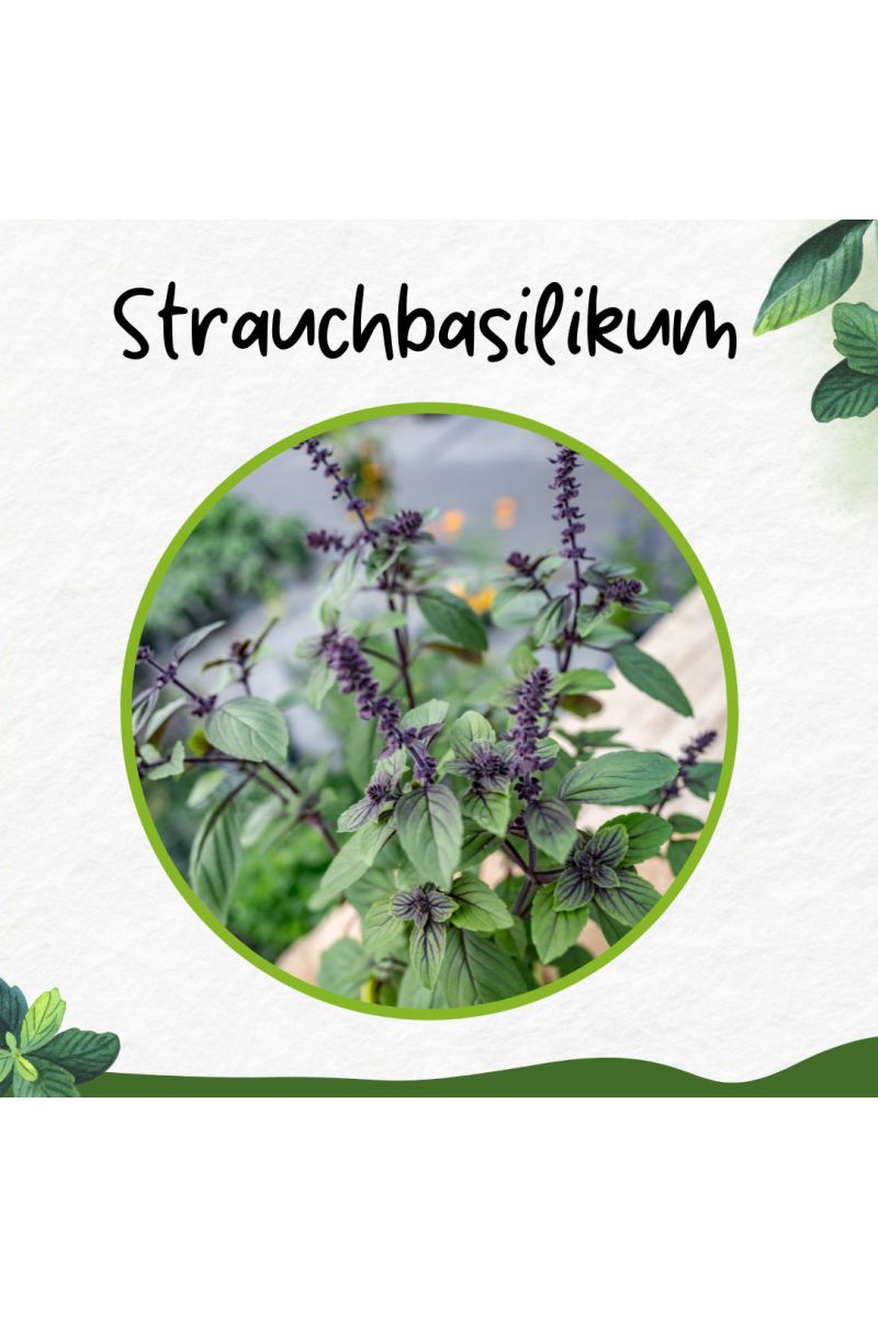 Strauchbasilikum, Strauch Basilikum Pflanze, Das Original African Blue ! 