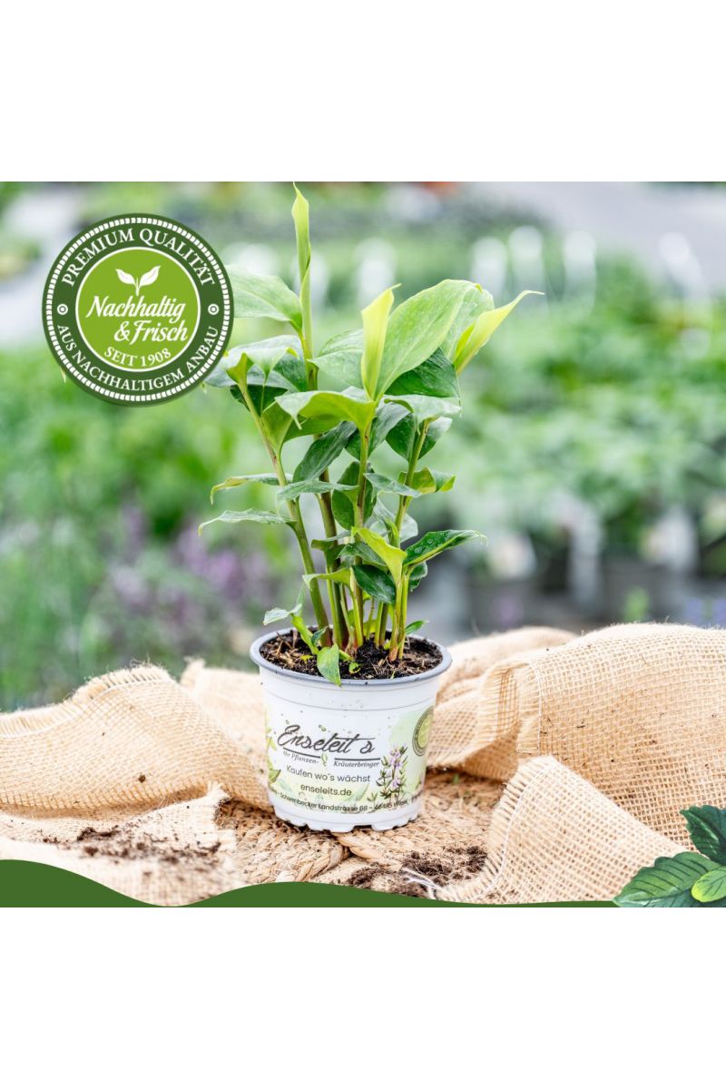 Zimt-Aroma, Zimtaroma-Pflanze, Elettaria cardamomum, frisches Zimt-Aroma, im 12 cm Topf