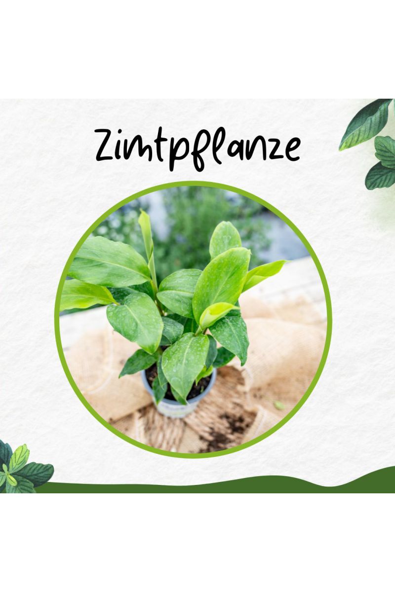 Zimt-Aroma, Zimtaroma-Pflanze, Elettaria cardamomum, frisches Zimt-Aroma, im 12 cm Topf