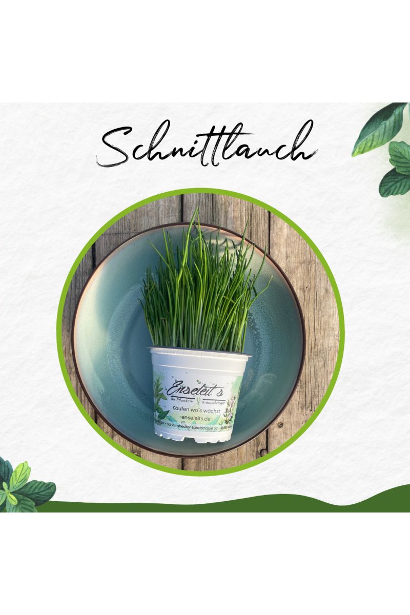Schnittlauch Pflanze, Marktfrische Pflanze, Allium schoenoprasum